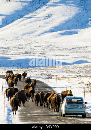 Le bison d'Amérique (Bison bison) Banque D'Images