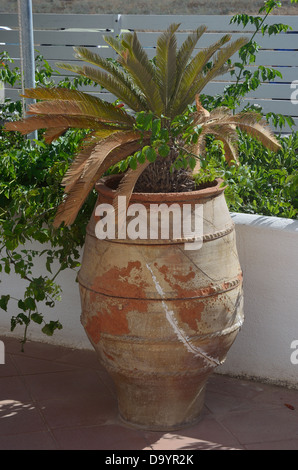 Usine de Palm en grande plante en pot Banque D'Images
