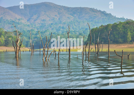 Vue sur le lac dans la Réserve de tigres de Periyar dans le Kerala, Inde Banque D'Images