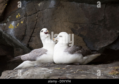 Le fulmar boréal (Fulmarus glacialis) conversion en paire adultes côte falaise Flatey Breiðafjörður Île Islande Europe Banque D'Images