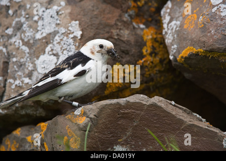 Bruant des neiges (Plectrophenax nivalis) avec des insectes à l'entrée des nids de l'île du nord-ouest de Breiðafjörður Flatey Banque D'Images