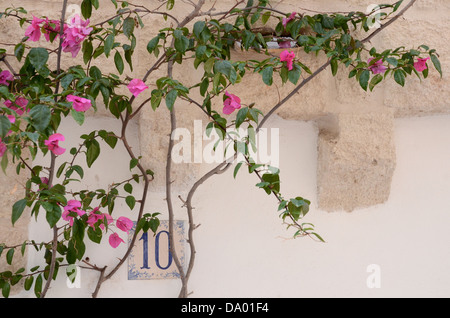 Bougainvillea contre mur, Italie Banque D'Images