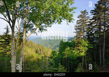 Newfound Gap dans les Great Smoky Mountains. Banque D'Images