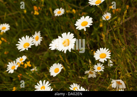 Oxeye Daisy Banque D'Images