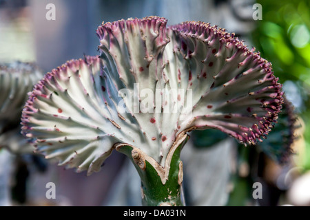 Petite plante succulente communément connu sous le nom de plante du cerveau, albâtre Swirl et Elkhorn (Euphorbia lactea cristata). Banque D'Images