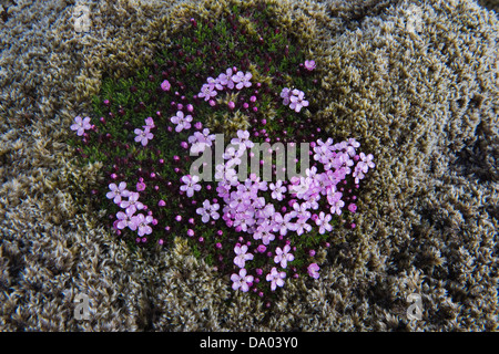 Le silène acaule (Silene acaulis) avec des gouttelettes de pluie parmi les fleurs longue frange-moss (Racomitrium elongatum) sur la pierre de lave en Islande Banque D'Images