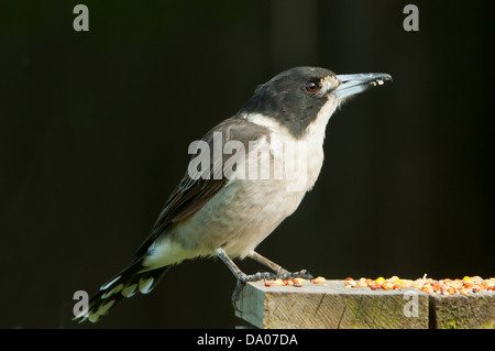 Butcherbird Grey, Cracticus torquatus à Batemans Bay, NSW, Australie Banque D'Images
