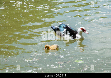 Les canardeaux avec leur mère la natation dans l'eau Banque D'Images