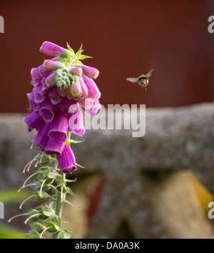 Tournons autour d'une abeille le pollen à la Digitale Banque D'Images