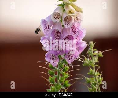 Tournons autour d'une abeille le pollen à la Digitale Banque D'Images