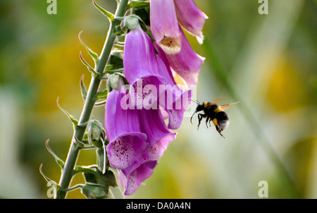 Tournons autour d'une abeille le pollen à la Digitale Banque D'Images