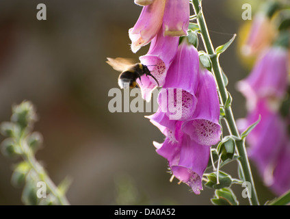 Tournons autour d'une abeille le pollen à la Digitale Banque D'Images