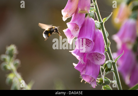 Tournons autour d'une abeille le pollen à la Digitale Banque D'Images