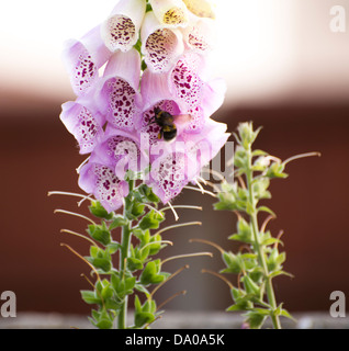 Tournons autour d'une abeille le pollen à la Digitale Banque D'Images