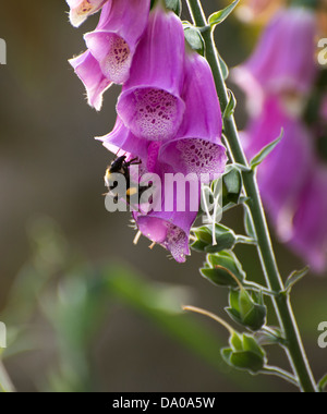 Tournons autour d'une abeille le pollen à la Digitale Banque D'Images