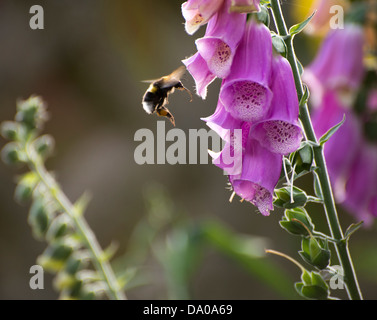 Tournons autour d'une abeille le pollen à la Digitale Banque D'Images