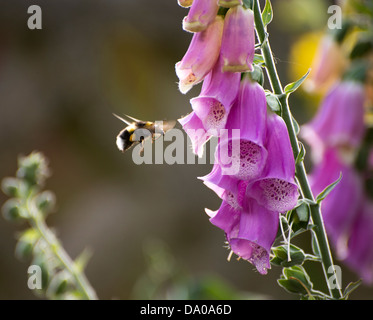 Tournons autour d'une abeille le pollen à la Digitale Banque D'Images