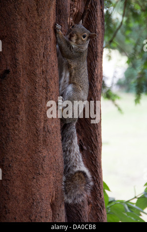 Écureuil gris contre un arbre - autour... Banque D'Images