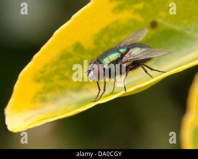 Greenbottle, Lucilia Caesar, mouche domestique, Banque D'Images