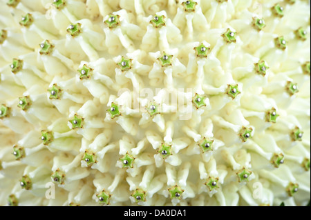 Fleur de la Couronne (calotropis gigantea) motif décoratif Banque D'Images