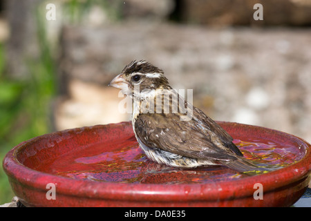 Cardinal à poitrine rose femme baignant dans un bain d'oiseau rouge Banque D'Images