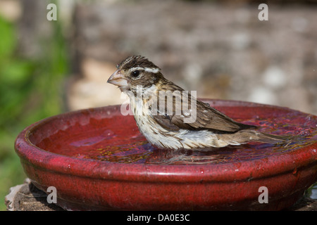 Cardinal à poitrine rose femme baignant dans un bain d'oiseau rouge Banque D'Images