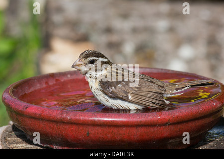 Cardinal à poitrine rose femme baignant dans un bain d'oiseau rouge Banque D'Images