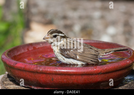 Cardinal à poitrine rose femme baignant dans un bain d'oiseau rouge Banque D'Images