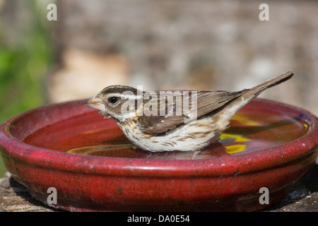 Cardinal à poitrine rose femme baignant dans un bain d'oiseau rouge Banque D'Images