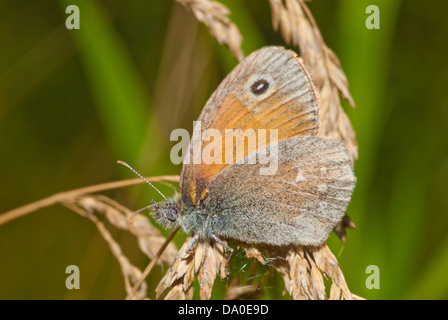 Ringlet commun (Coenonympha tullia) butterfly perché sur herbe séchée seedheads, Little Cataraqui Conservation Area, Ontario Banque D'Images