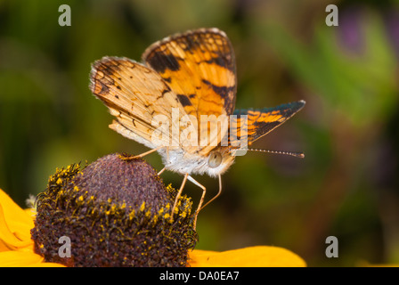 Libre d'un croissant du nord Phyciodes cocyta papillon) se nourrissent d'une black-eyed susan fleur, Ontario, Canada Banque D'Images