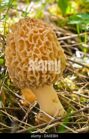 Morille Morchella esculenta (jaune) poussant parmi les herbes sèches, zone de conservation Little Cataraqui, Ontario Banque D'Images