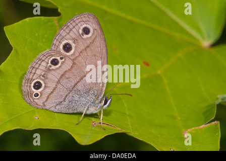 Peu de bois (Megisto cymela papillon satyre) perché sur une feuille, hope, perroquets Bay Conservation Area, Ontario Banque D'Images