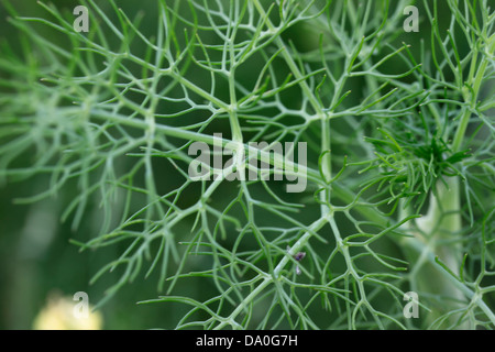 - Foeniculum vulgare Fenouil Sauvage Banque D'Images