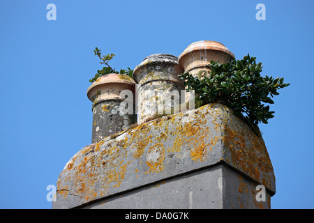 Pots de cheminée avec divers lichens mousses et plantes croissant sur eux Banque D'Images