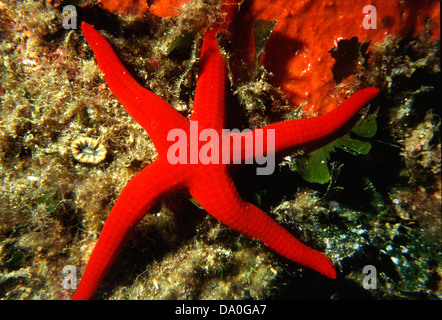 Étoile de mer Orange, Hacelia attenuata, Ophidiasteridae, l'île de Giglio, en Toscane, sous l'eau, Mer Méditerranée, Italie Banque D'Images