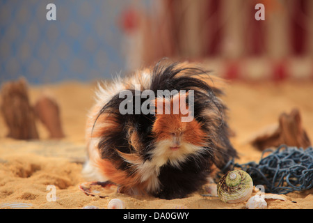 Cochon d'Inde angora, tortie-Angora-Meerschweinchen |blanc, schildpatt-Weiss Banque D'Images