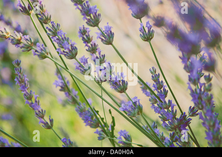 Close-up de la floraison des fleurs de lavande Banque D'Images