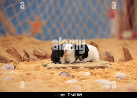 Les cobayes sheltie, noir et blanc, youngs |Sheltie-Meerschweinchen, schwarz-Weiss, Peruanisches Jungtiere / Seidentier Banque D'Images