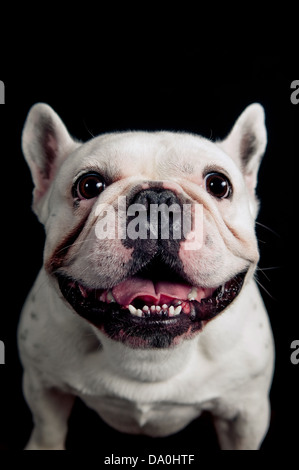 Bouledogue français isolé sur fond noir Banque D'Images