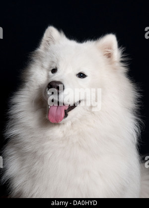 Portrait de chien samoyède sur fond noir Banque D'Images