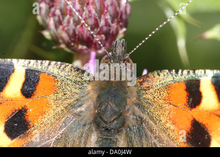 Macro extrêmement détaillées close-up d'une petite écaille (Aglais urticae) alimentation papillon sur une fleur de chardon pourpre Banque D'Images