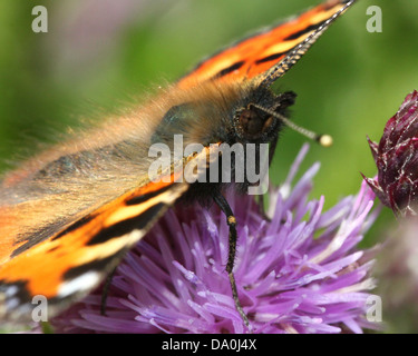 Macro extrêmement détaillées close-up d'une petite écaille (Aglais urticae) alimentation papillon sur une fleur de chardon pourpre Banque D'Images