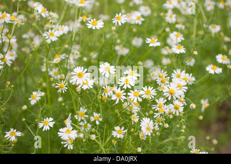 Groupe de fleurs de camomille dans la nature Banque D'Images