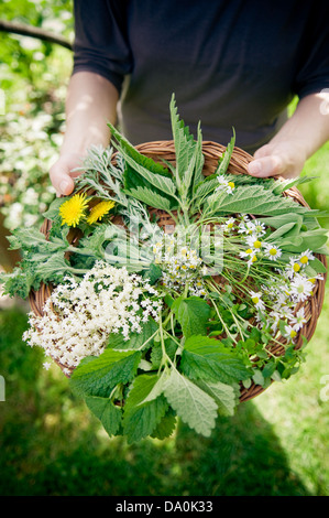 Sélection d'herbes sauvages en petit panier. Banque D'Images