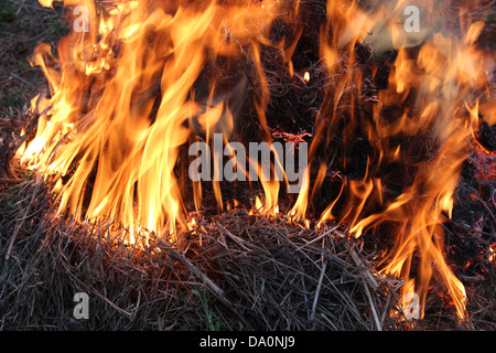 Corps d'attiser la flamme dans une forêt Banque D'Images