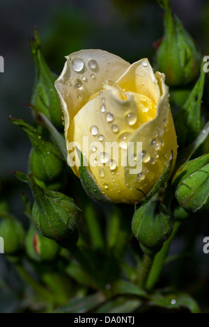 Patio jaune rose après la pluie Banque D'Images