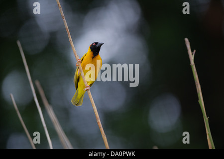 À tête noire Weaver Ploceus melanocephalus (oiseaux) Banque D'Images