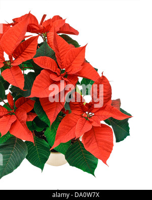 Une usine de poinsetta noël avec copie espace approprié pour la composition d'angle ou de bordure Banque D'Images