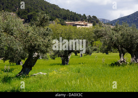 Olive Grove, ferme près de Valldemossa, Mallorca, Espagne Banque D'Images